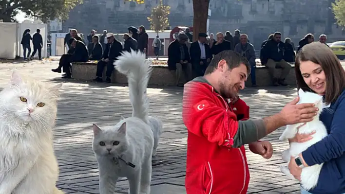 Kayseri'nin göbeğinde kaybolan kedi Ankara'da bulundu: İşte Titi'nin ilginç hikayesi!