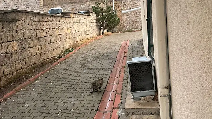 Kayseri'nin kedisi dillere düştü!