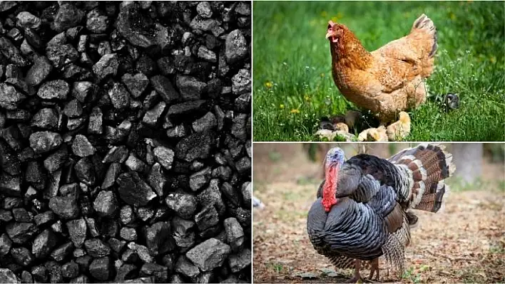 Kayseri'nin o ilçesinde çiftçiye büyük destek! Tavuktan kömüre dev indirim