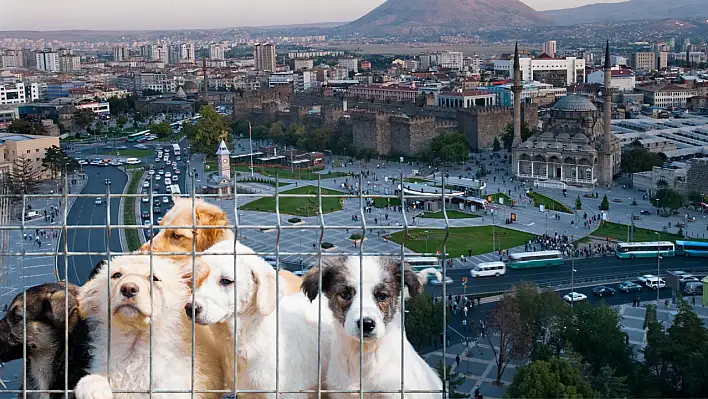Kayseri'nin o ilçesine yeni hayvan barınağı inşa edilecek: Belediye harekete geçti!