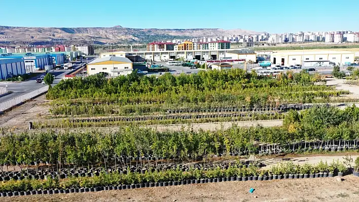 Kayseri'nin yeşil dokusu çeşitlendiriliyor - Bakın kentte neler yetişiyor?