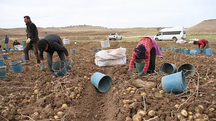 Kayseri patatesinin ekim alanı genişledi!