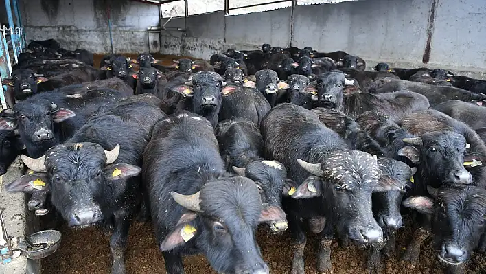 Kayseri tarımda sınır tanımıyor: 6 yılda 1 milyar TL'lik destek!