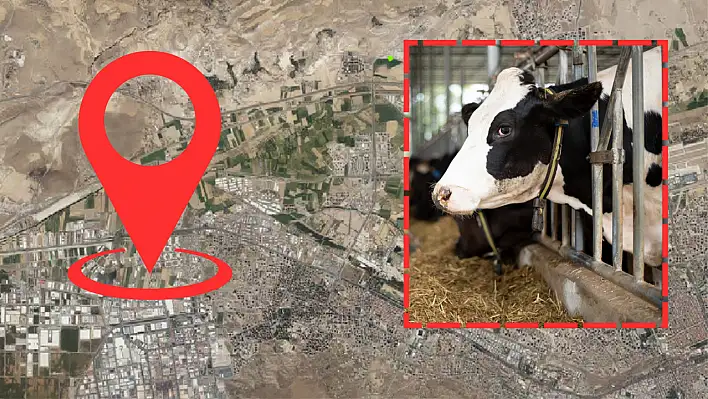 Kayseri'ye 4 yeni hayvancılık işletmesi geliyor: İşte dev yatırımda konuşulan o miktar!