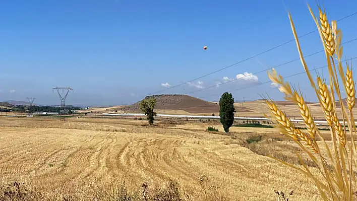 Kayserili üretici en çok bu buğdayı tercih ediyor - İşte nedeni!