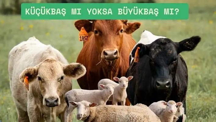 Kayserililer dikkat! Kurbanı küçükbaş mı kesmeli, büyükbaşa ortak mı girmeli?