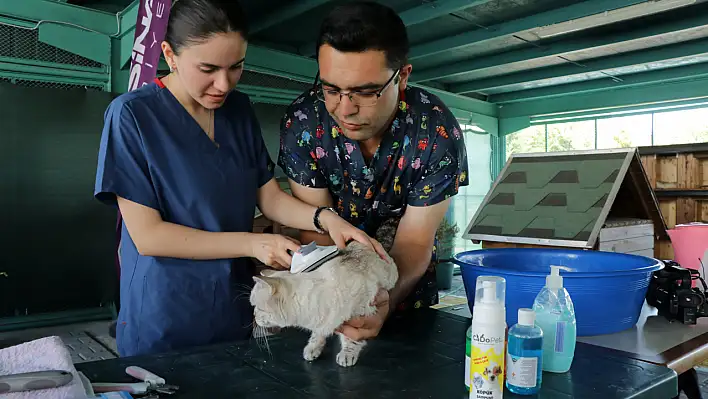 'Kedi Kasabası'nda özel bakım...