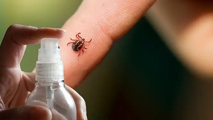 Kene tehlikesine karşı gizli silah: Bu doğal sprey her evde olmalı!