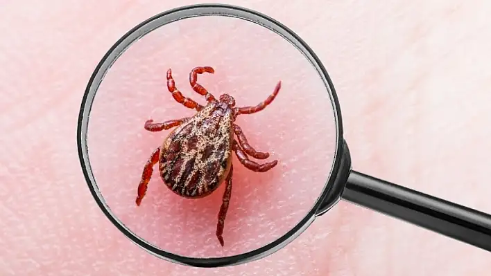 Kenelere göz açtırmıyolar, doğadan çözüm geldi: İşte doğal yöntem