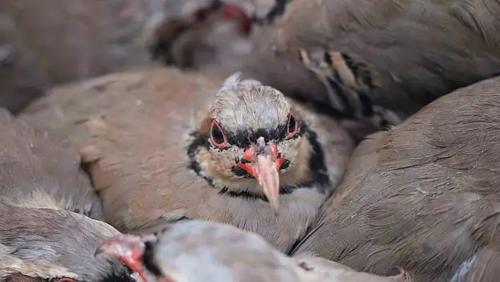 1 milyona yakın keklik için mesai başladı!