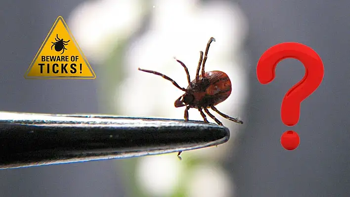 Kenelerin evlerde görülme sebebi nedir, hangi kan grubunu tercih ediyorlar?