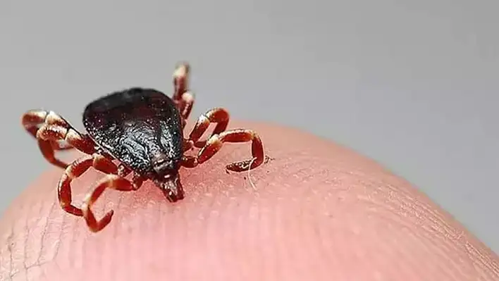 Kenenin daha fazla bulunduğu iller açıklandı