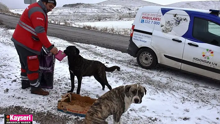 Sokak hayvanları için yemleme çalışması yapıldı