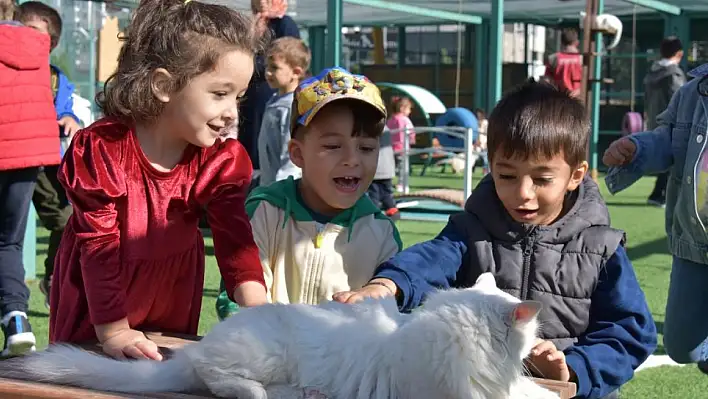 Kocasinan'dan Türkiye'ye örnek adım: Kediler için kasaba, sokak hayvanlarına dev bakımevi!