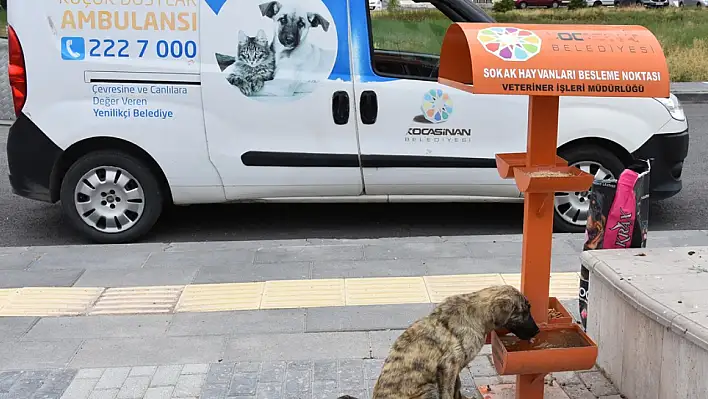 Kocasinan'ın Küçük Dostlar Ambulansı bakın bu yıl kaç tane can kurtardı?