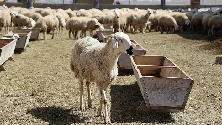 Komşuda çoban bulunamıyor!