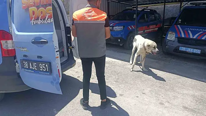 Kayseri'de köpeği araca bağlayıp çektirdi! Cezası belli oldu
