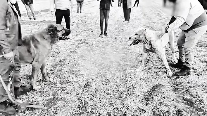 Köpek dövüştüren şahıslara operasyon: 8 gözaltı