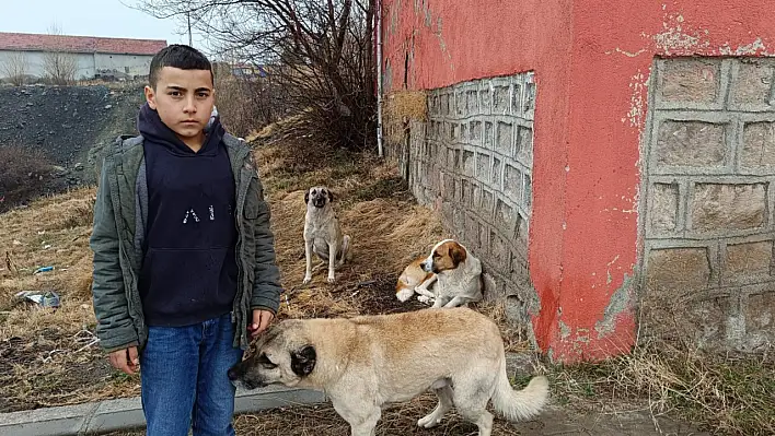 Köpeklerin davranışı tebessüm ettirdi