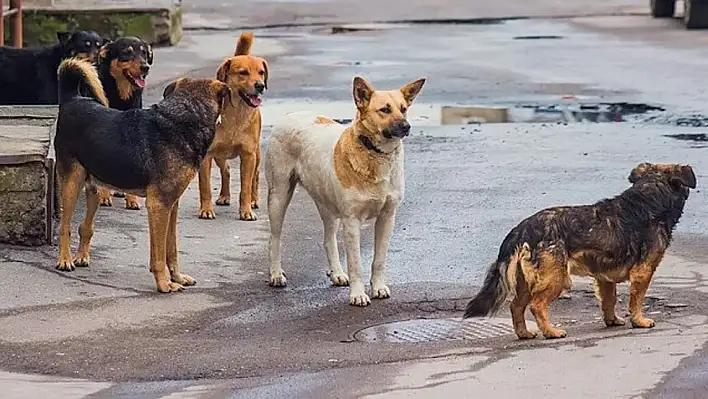 Sokak Köpeklerinin Uyutulacağı Tarih Belli Oldu