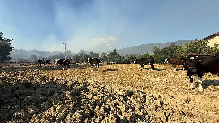Kozan'da hayvanlarını yangından korumak için mücadele ettiler