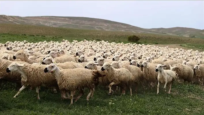 Kurban Bayramı'nda kaç küçükbaş satıldı?