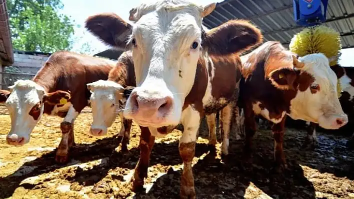 Kurban Bayramı öncesi panik – İneklerden yayılan hastalık eve kapatacak!