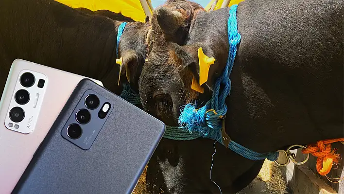 Kurbanlık alırken telefonunda bu uygulama olan rahat edecek!