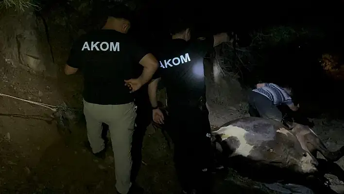 Kayıp inek saatler süren çalışmanın ardından kurtarıldı!