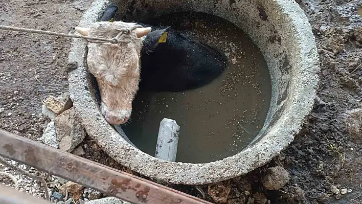 Kuyuya düşen inek mahsur kaldı: İtfaiye kurtardı