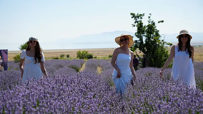 Lavanta tarlalarında mor şölen