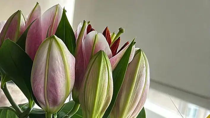 Lilyum çiçeğinin bakımı nasıl yapılır?