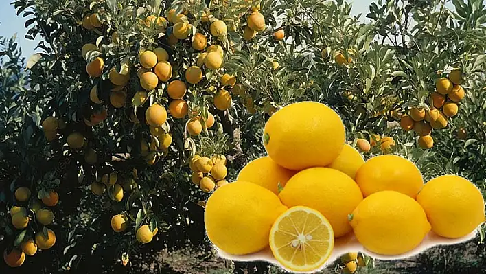 Limon kabukları ne işe yarıyor?