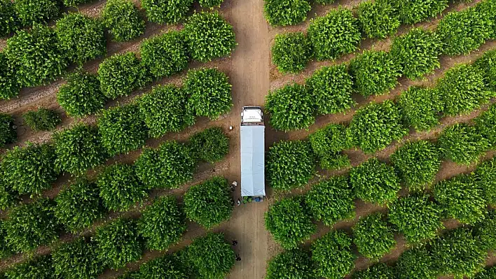 Limonda fiyatı düşürecek yeni hasat zamanı başladı