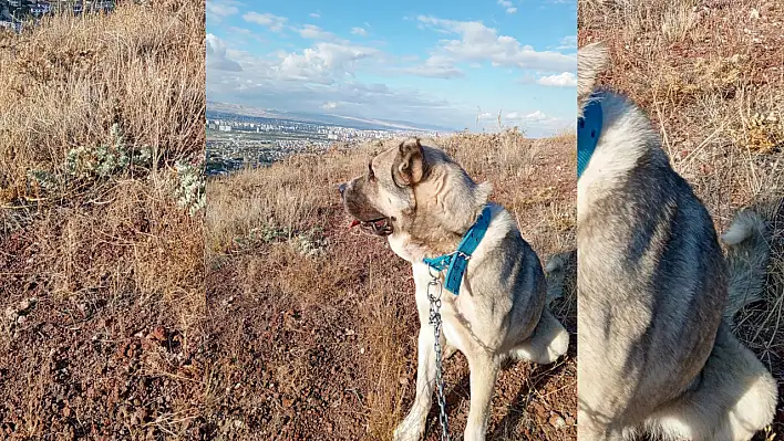 Malaklı cinsi köpeği kayboldu, bulana ödül verilecek!