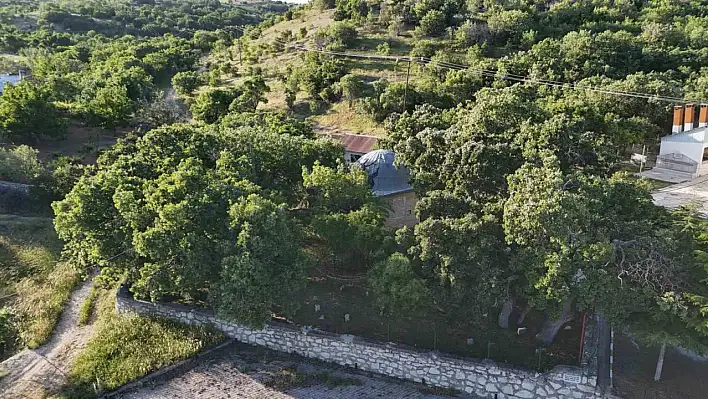 Malatya'da 800 yıllık doğal anıt koruma altına alınıyor