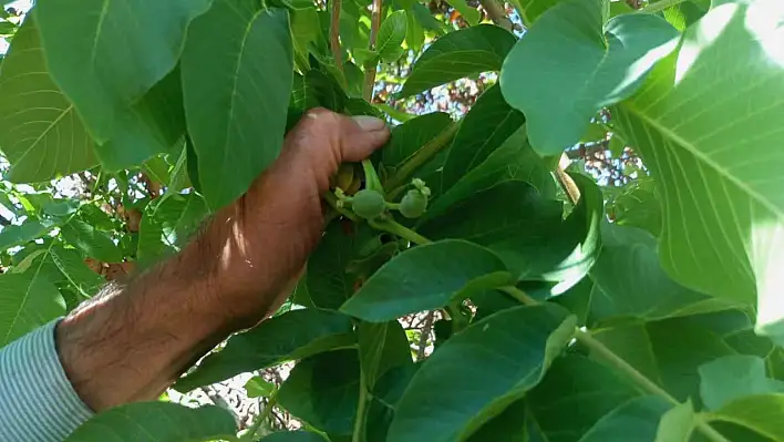 Ceviz ağaçları sonbaharda meyve verdi! Vatandaşlar şaşkın