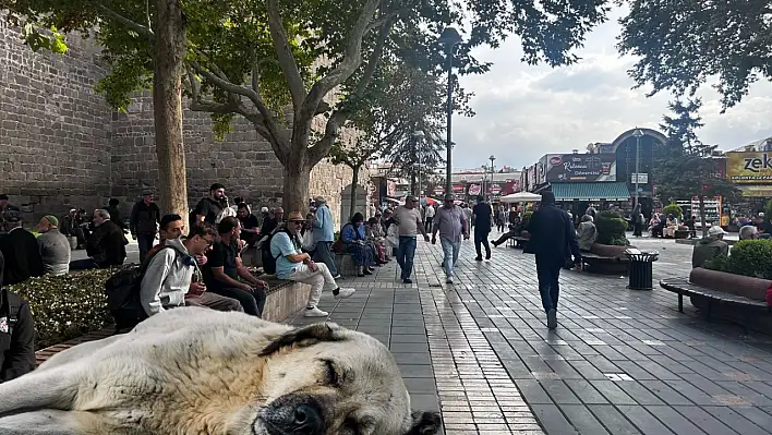 Melikgazi'de Sokak hayvanları için yepyeni bir dönem başlıyor