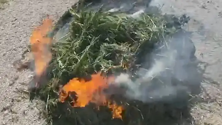 Mısır tarlasında 45 bin kök kenevir ele geçirildi: 4 tutuklama!