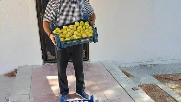 Beyaz incir hasadı başladı!
