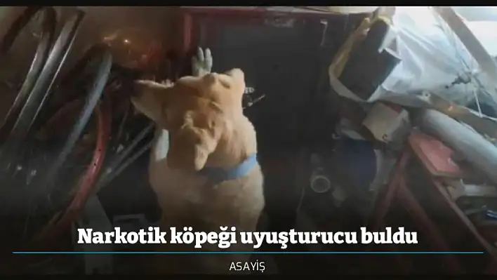 Narkotik köpeği uyuşturucu buldu