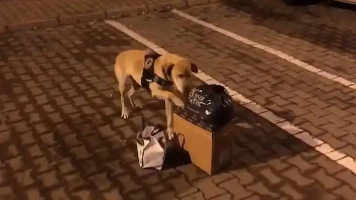 Narkotik köpek Jack'ten yine başarılı bir operasyon!