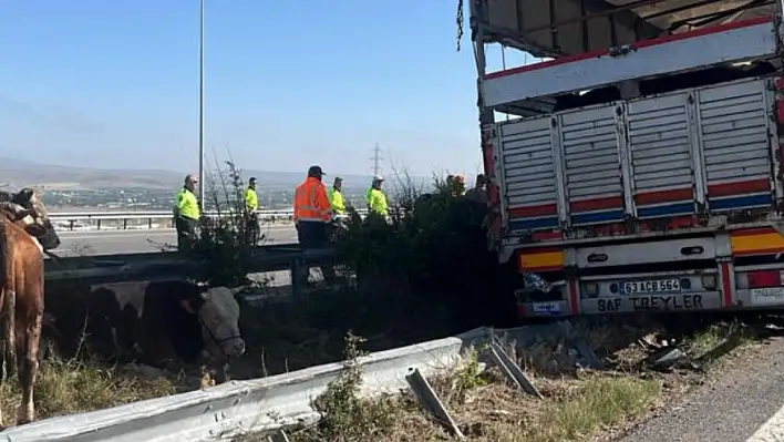 Niğde'de büyükbaş hayvan yüklü tır devrildi!