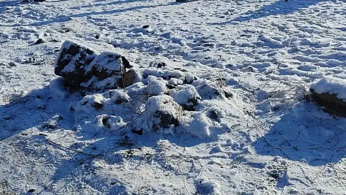 Köpek dövüştüren 83 kişi suçüstü yakalandı!