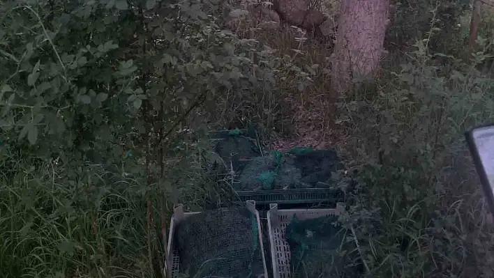 Kurbağa kaçakçıları 133 kilo canlı kurbağa ile yakalandı!