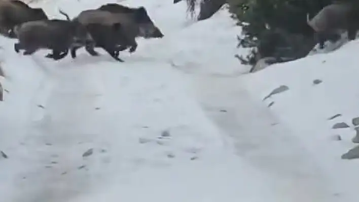 Niğde'de yaban domuzu sürüsü korkuttu!