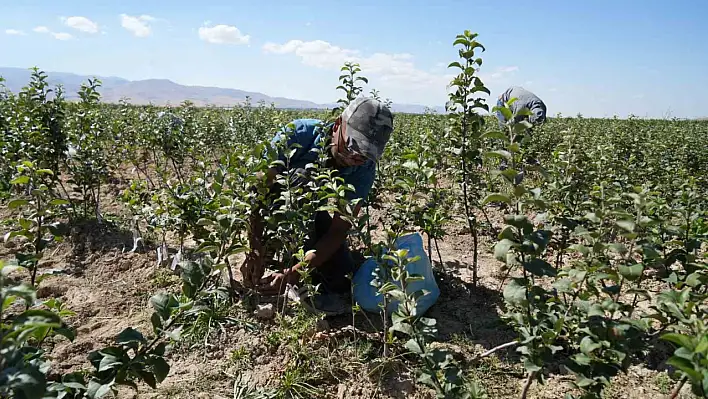 Elma fidanı üretiminde Türkiye'nin öncüleri arasına girdi!