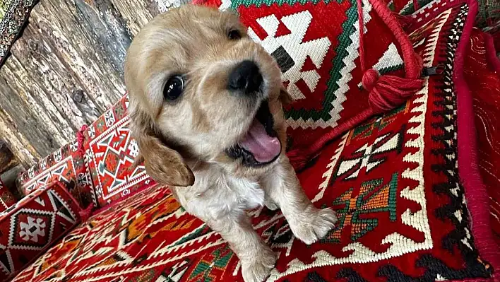 Önce sevdiler, sonra aldılar