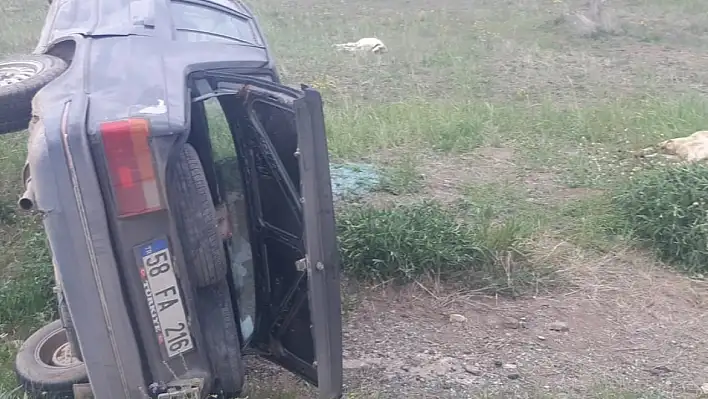 Otomobil koyun sürüsüne çarptı - Koyunlar telef oldu!