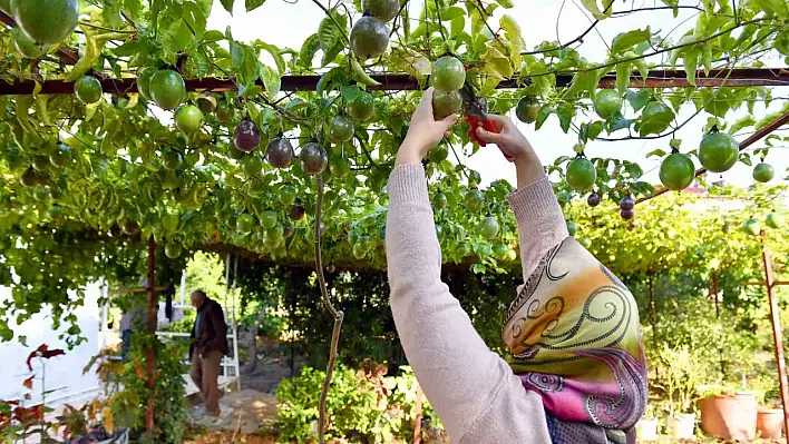 Passiflora hasadı başladı